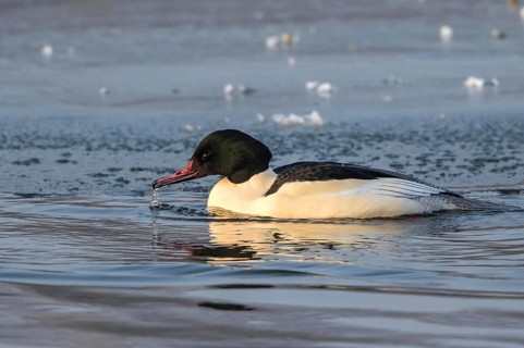 Common Merganser (Mergus merganser) male simming on an ice edge, Mecklenburg-Western Pomerania,