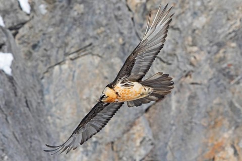 Bearded Vulture (Gypaetus barbatus) flying, Valais, Switzerland