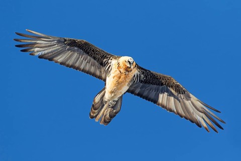 Bearded Vulture (Gypaetus barbatus) flying, Valais, Switzerland
