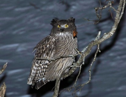 Blakiston's Fish Owl (Bubo blakistoni), Hokkaido, Japan