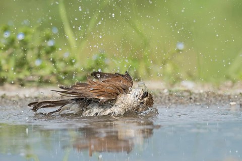 Red-backed Shrike (Lanius collurio) female bathing, Aosta Valley, Italy