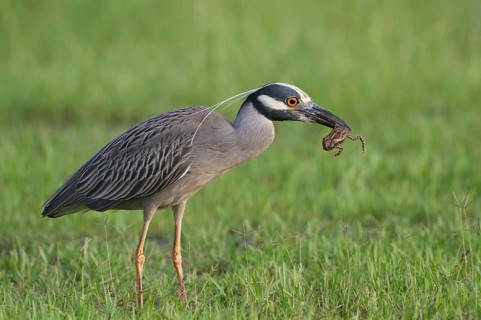 A Yellow-crowned Night Heron with a freshly caught frog at Kitty Hollow County Park, Texas