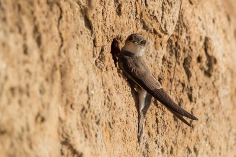 Sand Martin (Riparia riparia) building nest hole, North Rhine-Westphalia, Germany