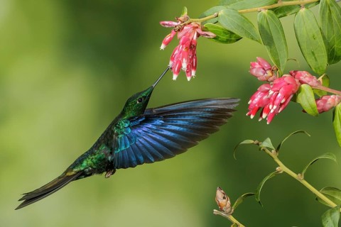 Great Saphirewing (Pterophanes cyanopterus) flying and feeding at a flower in the mountains of
