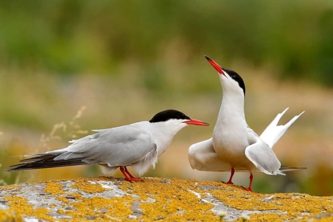 Common Tern (Sterna hirundo) pair, Farne Islands, United Kingdom