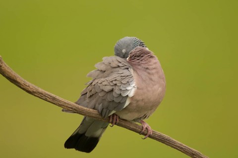 Common Wood Pigeon (Columba palumbus) roosting on a branch, Serbia