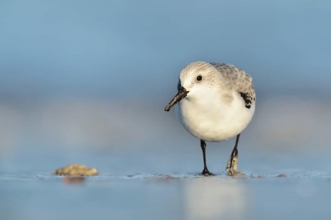 Sanderling (Calidris alba) foraging on shoreline, Schleswig-Holstein, Germany