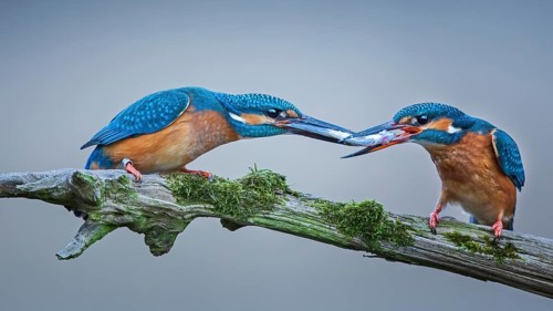 Common Kingfisher (Alcedo atthis) pair displaying, Saxony-Anhalt, Germany