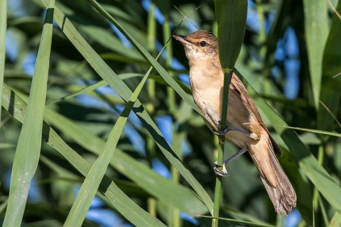 Great Reed Warbler (Acrocephalus arundinaceus) perched in reedbed, Mecklenburg-Western Pomerania,