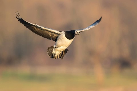 Barnacle Goose (Branta leucopsis) landing, North Rhine-Westphalia, Germany