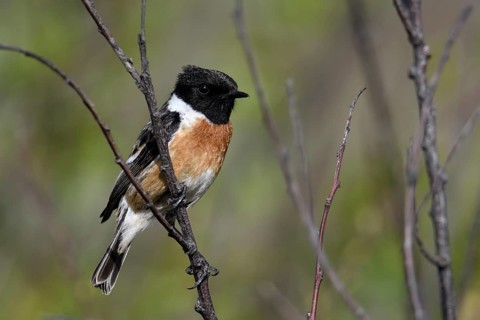 European Stonechat (Saxicola rubicola) male perched on a branch, Netherlands