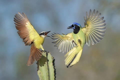 Great Kiskadee & Green Jay (Pitangus sulphuratus & Cyanocorax luxuosus) wrangling, Texas, USA
