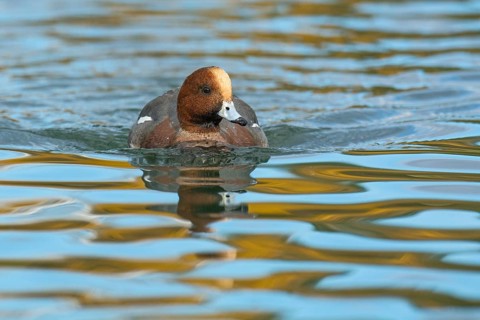 Eurasian Wigeon (Mareca penelope) male, Arizona, USA