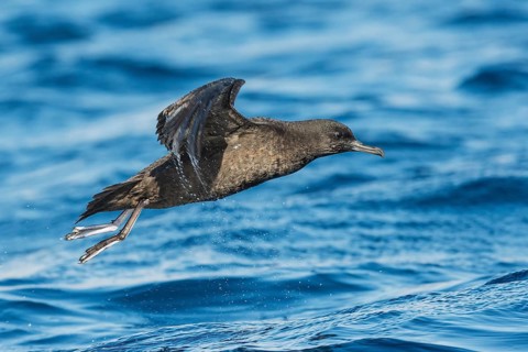 Sooty Shearwater (Ardenna grisea) flying, Eilat, Israel