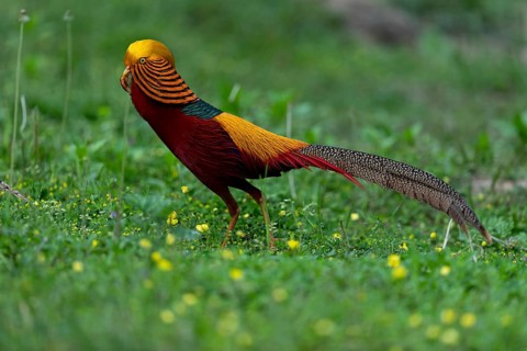 Golden Pheasant (Chrysolophus pictus) male perched on the ground, Shanxi, China