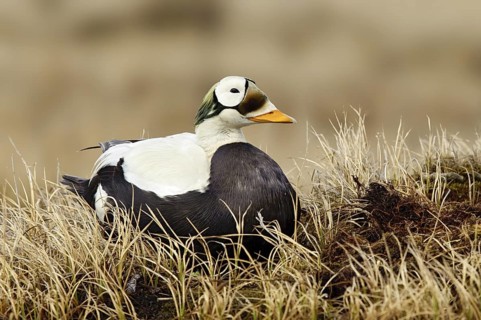 Spectacled Eider (Somateria fischeri) male, Alaska, USA