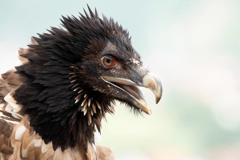 Bearded Vulture (Gypaetus barbatus) juvenile, captive, Germany