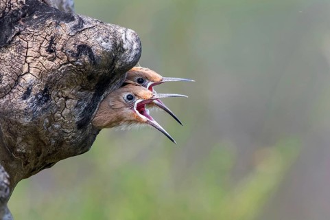 Eurasian Hoopoe (Upupa epops) chicks begging for food in breeding cavity, Subotica, Serbia