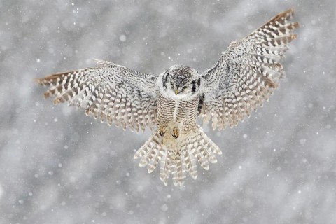 Snow winter scene with flying owl. Hawk Owl in fly with snowflake during cold winter. Wildlife