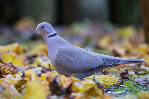 Eurasian Collared Dove (Streptopelia decaocto) perched on the ground, Bavaria, Germany