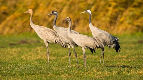 Common Crane (Grus grus) pair with juvenile, Mecklenburg-Western Pomerania, Germany