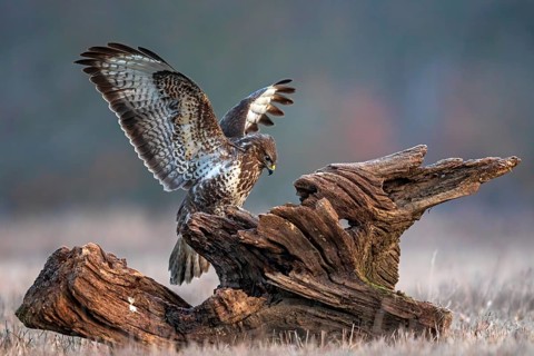 Common Buzzard (Buteo buteo) perched on a stump with spread wings, Saxony-Anhalt, Germany