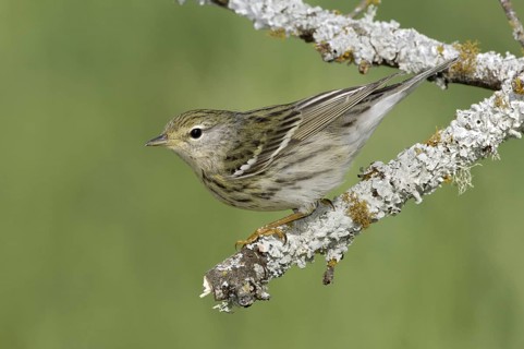 Blackpoll Warbler (Setophaga striata), Texas, USA