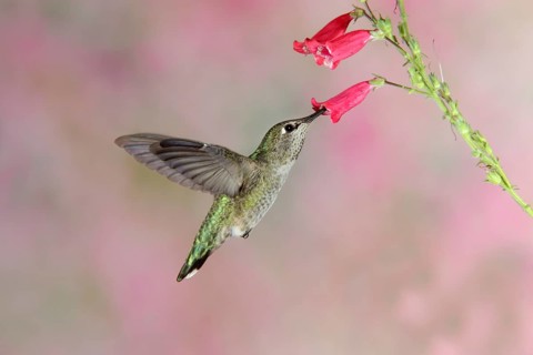 Anna's Hummingbird Calypte anna Huachuca Mountains, Cochise County, ARIZONA, United States 24