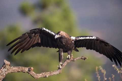 Iberian Eagle (Aquila adalberti), Spanish imperial eagle, Extremadura, Castilla La Mancha, Spain