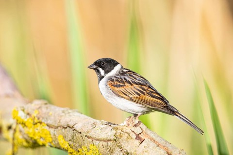 Reed bunting (Emberiza schoeniclus) ml Germany