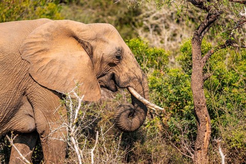 African elephant (Loxodonta africana), foraging among green bushes, Kruger National Park, South