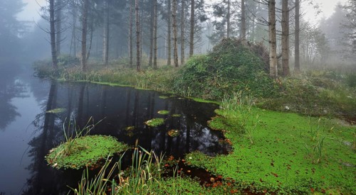 Ballmoos forest reserve, raised bog in the fog, Lieliwald, Lindenberg, Horben, Canton Lucerne,