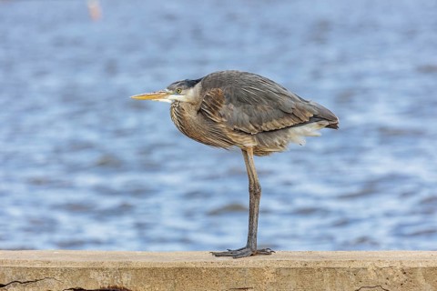 Great blue heron perched on a sea wall in Florida, USA