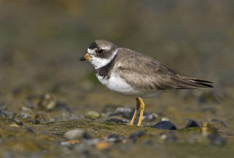 Semipalmated Plover (Charadrius semipalmatus), British Columbia, Canada