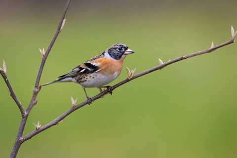 Brambling (Fringilla montifringilla) male, Brandenburg, Germany