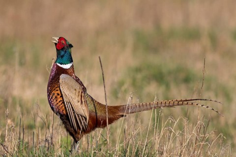 Common Pheasant (Phasianus colchicus) male calling, Netherlands