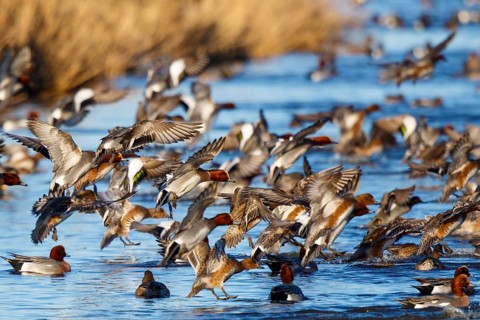 Eurasian Wigeon (Mareca penelope) group taking flight, Netherlands