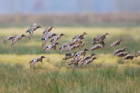 Eurasian Teal (Anas crecca) group landing, North Rhine-Westphalia, Germany
