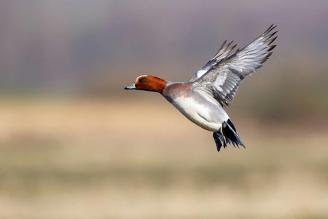 Eurasian Wigeon (Mareca penelope) male flying, Netherlands