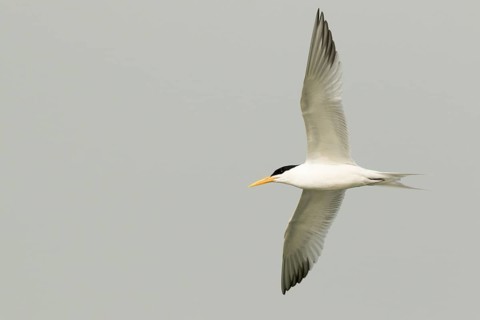 Lesser Crested Tern (Thalasseus bengalensis) flying, Gambia