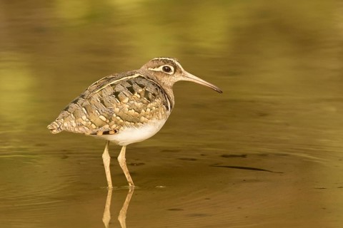 Greater Painted-snipe (Rostratula benghalensis), Gambia