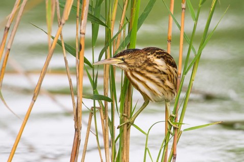 Little Bittern (Ixobrychus minutus) juvenile foraging, Thuringia, Germany