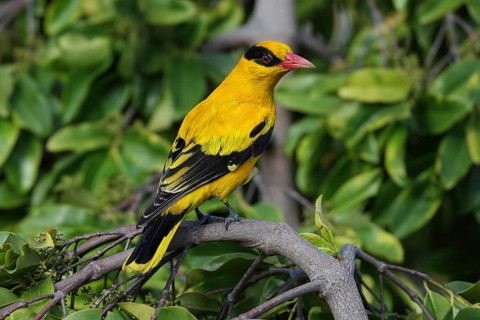 Black-naped Oriole (Oriolus chinensis), Malaysia
