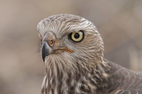Pale Chanting Goshawk (Melierax canorus) juvenile, Northern Cape, South Africa