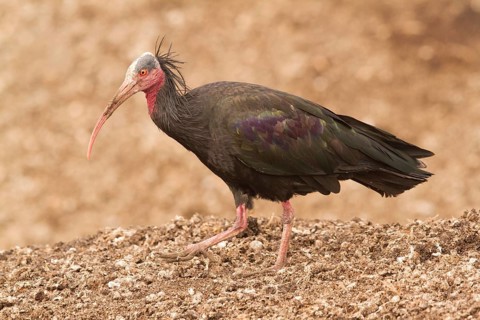 Northern Bald Ibis (Geronticus eremita), Morocco