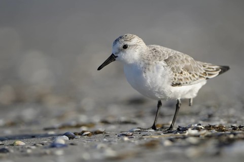 Sanderling (Calidris alba), Sanderling, Altvogel im Schlichtkleid, am Strand der Ostsee, auf