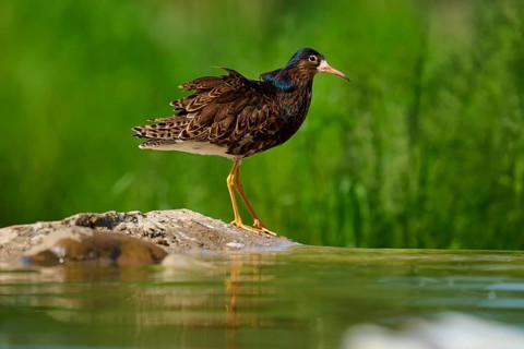Bird at the water on a stone in front of a green background, ruff (Calidris pugnax), male, spring,