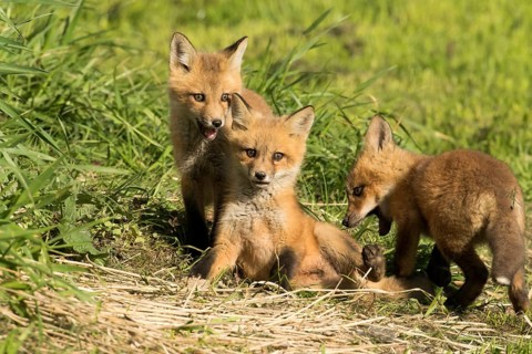 Red fox (vulpes vulpes), fox cubs playing together, Province of Quebec, Canada, North America