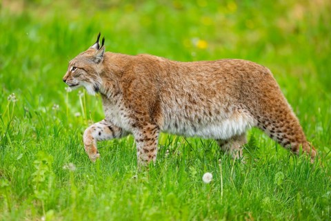 Eurasian lynx (Lynx lynx) walking in the grass, Bavaria, Germany
