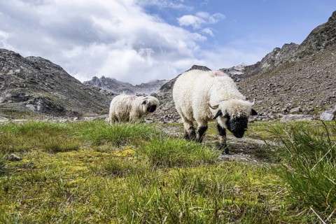 Two Valais Blacknose sheep (Ovis gmelini aries), high alpine mountain valley, Obere Senner Egete,
